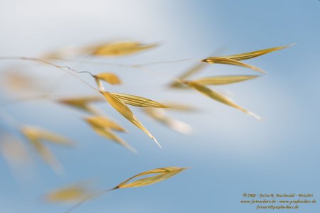 Ähren und Gräser