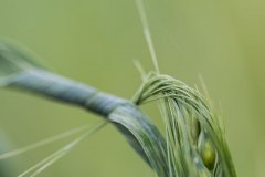Ähren und Gräser