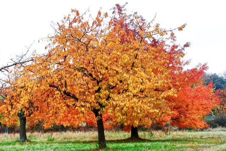 Bäume