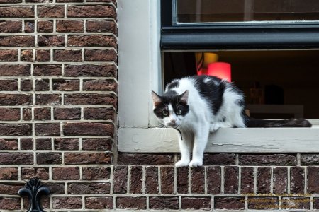 Fenstersichten