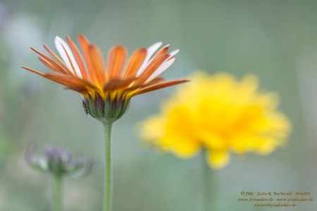 Florales - Ringelblumen