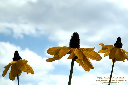 Florales - Rudbeccia