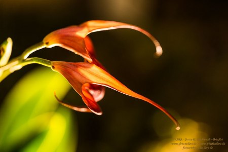 Florales - Orchideen