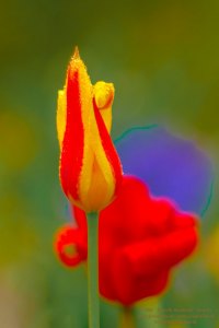 Florales - Tulpen