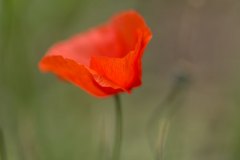 Florales - Mohn
