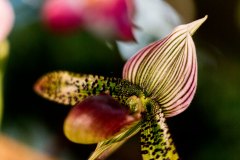 Florales - Orchideen