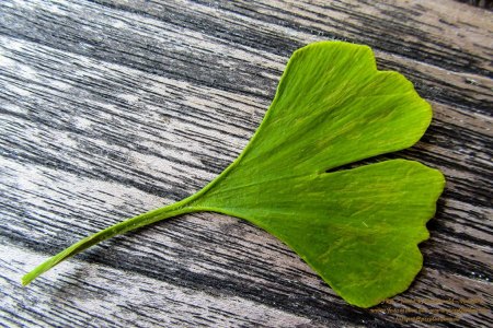 Gingko-Blatt
