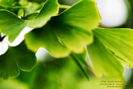 Ginko-Blätter