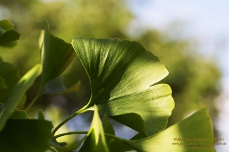 Ginko-Blätter