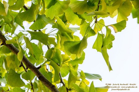 Ginko-Blätter