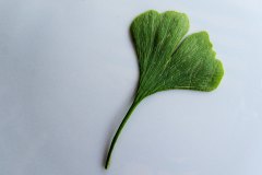 Gingko-Blatt