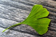 Gingko-Blatt
