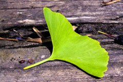 Gingko-Blatt
