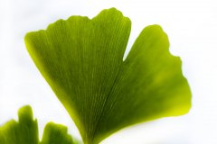 Gingko-Blatt