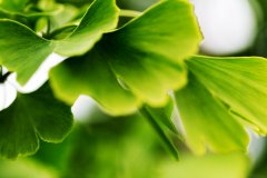 Ginko-Blätter