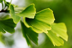Ginko-Blätter