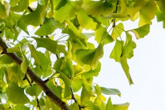 Ginko-Blätter