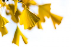 Ginko09_JRB_3943_kl