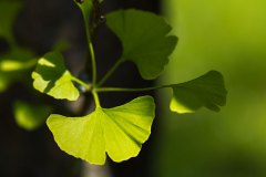Ginko10_JRB_8771_kl