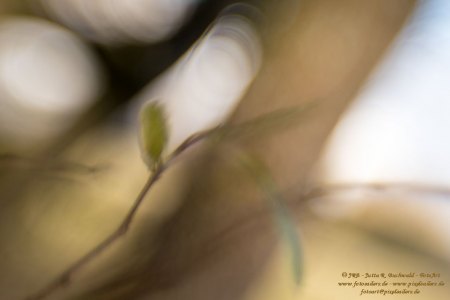Haiku-Fotografie