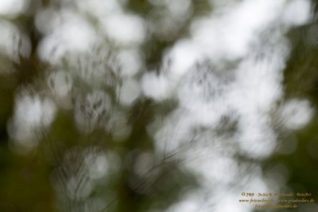 Haiku-Fotografie