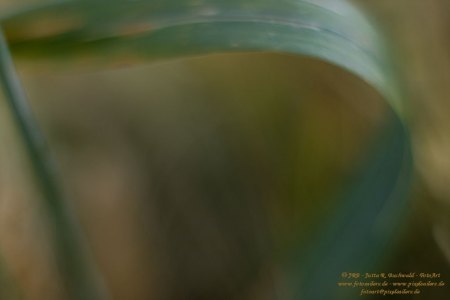 Haiku-Fotografie