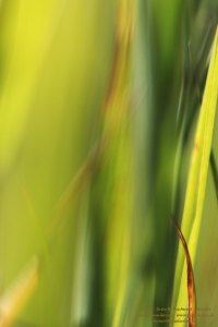 Haiku-Fotografie