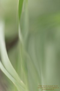 Haiku-Fotografie