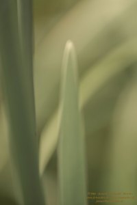 Haiku-Fotografie