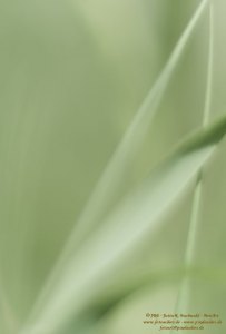 Haiku-Fotografiekl