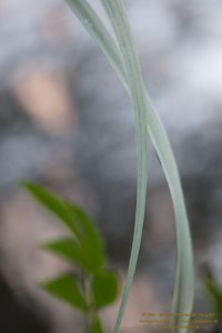Haiku-Fotografie