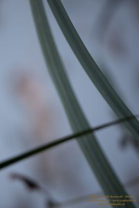Haiku-Fotografie