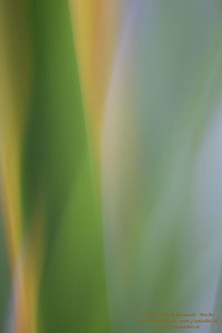 Haiku-Fotografie