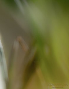 Haiku-Fotografie