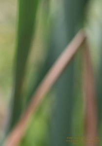 Haiku-Fotografie