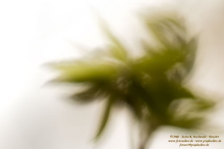 Haiku-Fotografie