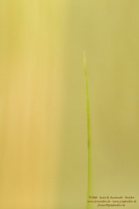 Haiku-Fotografie