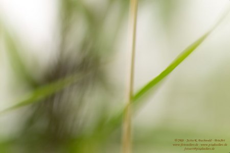 Haiku-Fotografie