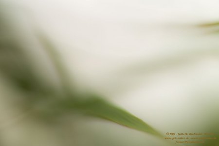 Haiku-Fotografie