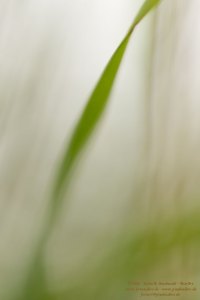 Haiku-Fotografie
