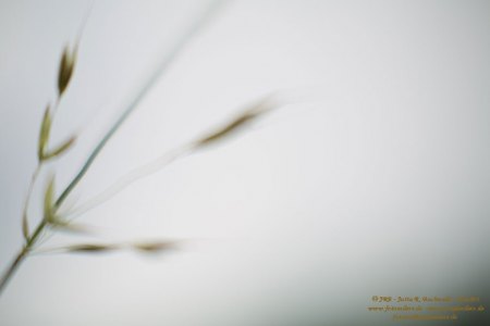Haiku-Fotografie
