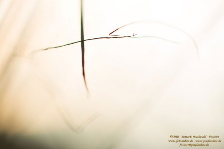Haiku-Fotografie