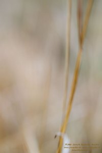 Haiku-Fotografie