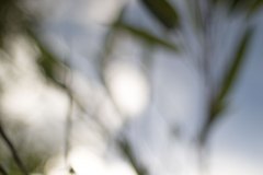 Haiku-Fotografie
