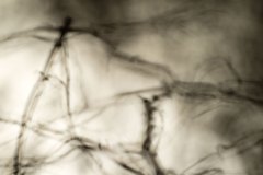 Haiku-Fotografie