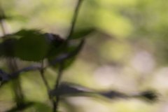 Haiku-Fotografie