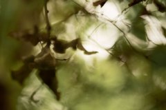 Haiku-Fotografie