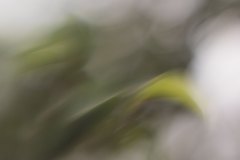Haiku-Fotografie