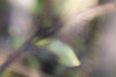 Haiku-Fotografie