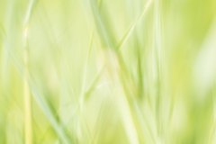 Haiku-Fotografie